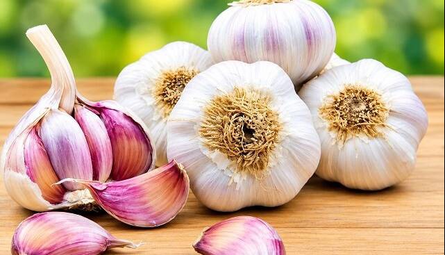 از خواص ضدمیکروبی تا حفاظت از قلب؛ علم درباره سیر چه می‌گوید؟