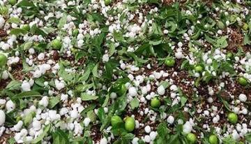مزارع دره‌شهر زیر بارش سنگین تگرگ و باران خسارت دید