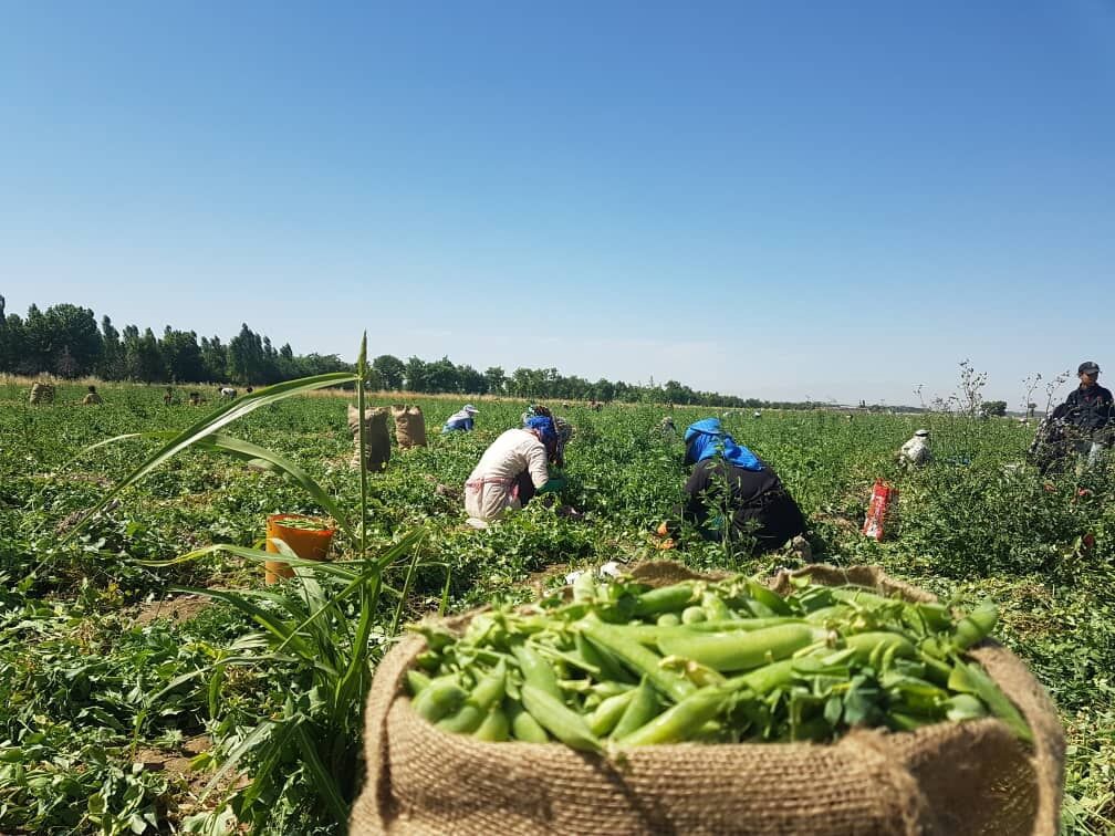 کشت نخود فرنگی علوفه ای در اراضی کامیاران