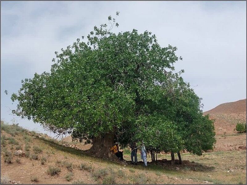 درخت پسته کهنسال روستای پُشته تایباد در فهرست ملی ثبت شد