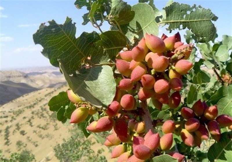 پیش‌بینی برداشت ۱۰۰ تن پسته از باغات ایلام