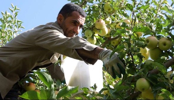 برداشت ۴۰۰۰ تُن سیب در نمین