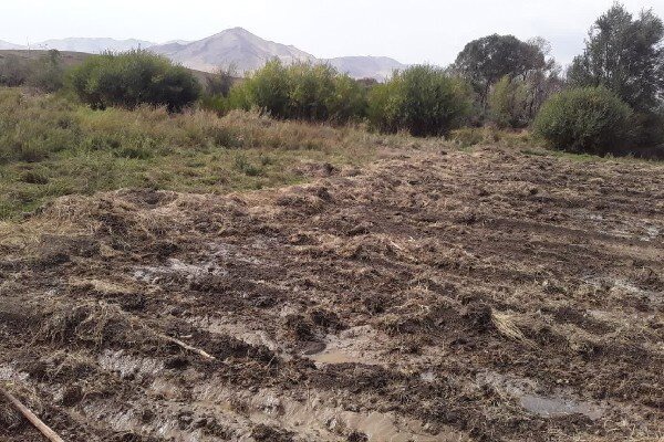 حضرتی: با عامل تخریب اراضی ملی در روستای قروه برخورد شد