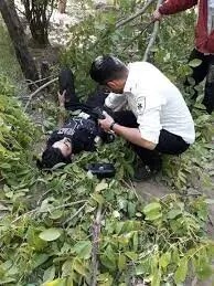 تلفات درخت گردو در ایران از اعتراضات فرانسه بیشتر شد!
